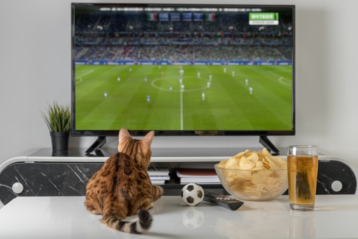 TV観戦する猫