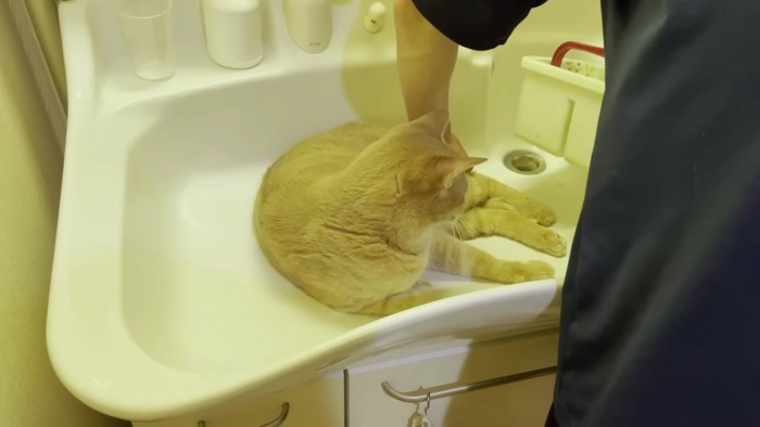 洗面所の中で水を捨てるのに邪魔な猫