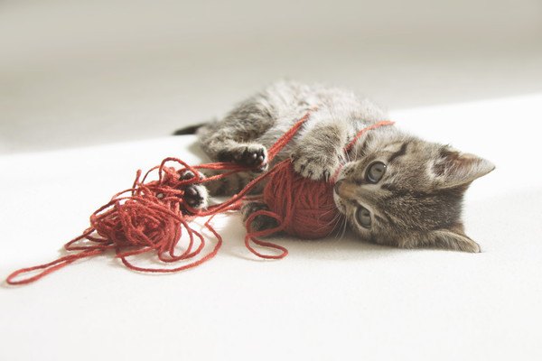 毛糸に奮闘する猫