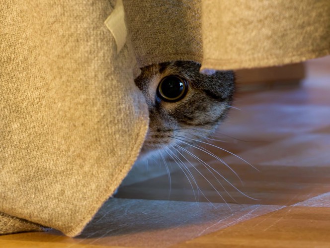 隠れて片目だけ見ている猫