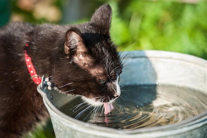 バケツから水を飲む猫