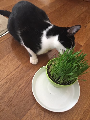 #猫草を食べる猫