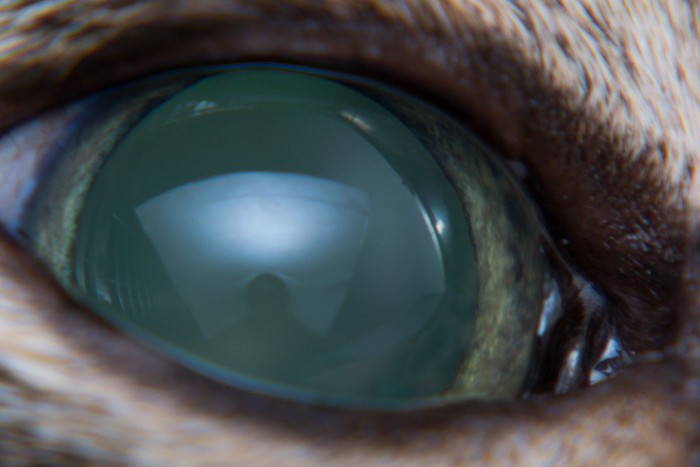 緑内障の猫の目