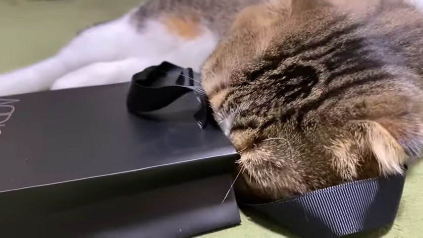 袋に頭を入れる猫