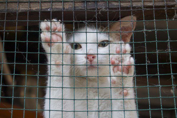 檻の中にいる白猫
