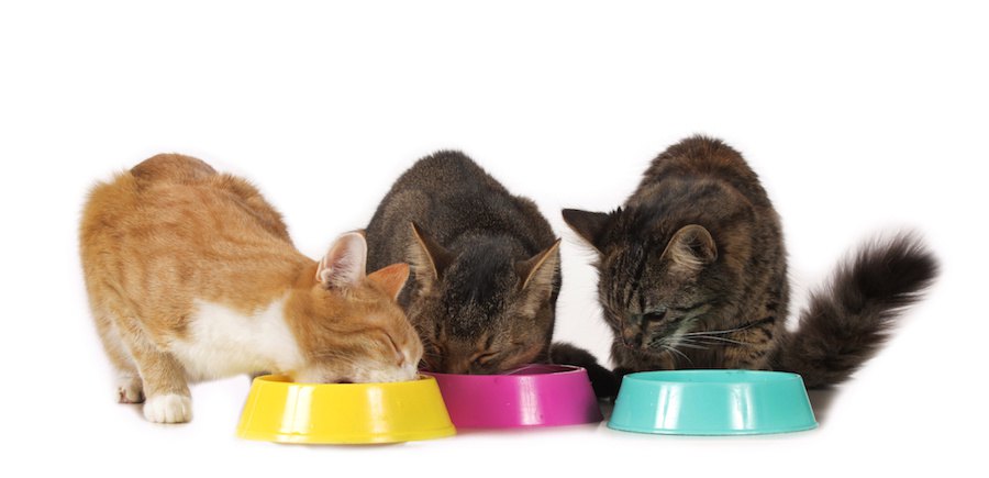 それぞれのフードボウルで餌を食べる3匹の猫