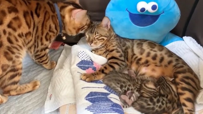 授乳中の母猫と耳をなめる青い首輪の猫