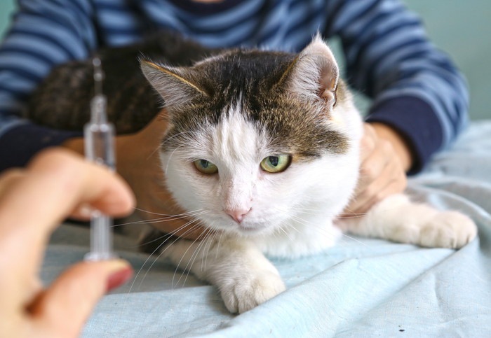 ワクチン接種と猫