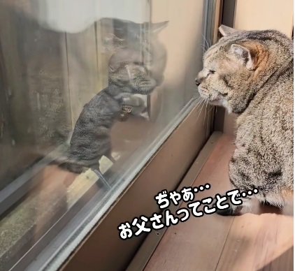 見つめ合う猫とカラス（画像内：ぢゃぁ…お父さんってことで…）
