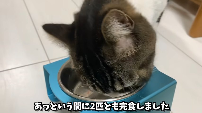 お皿をなめる猫