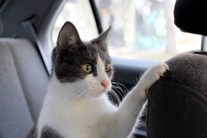 車内にいる白黒猫