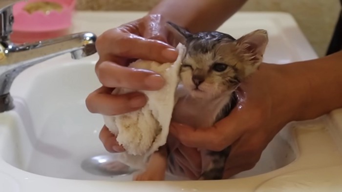 顔を拭かれる子猫
