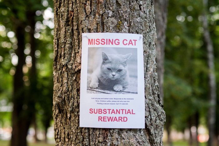 猫探しのポスター