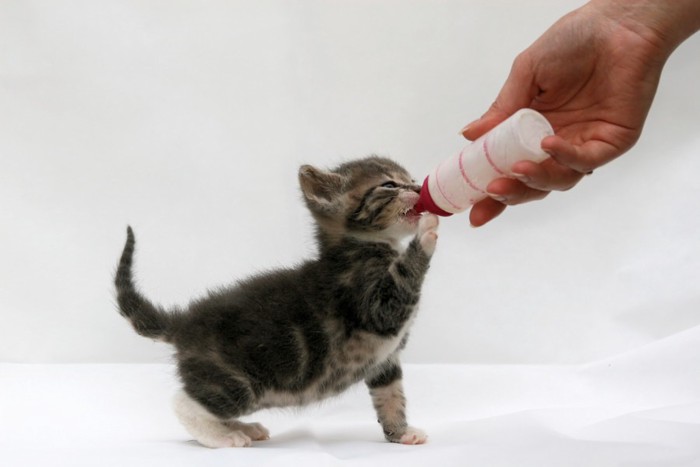 哺乳瓶でミルクを飲んでいる猫