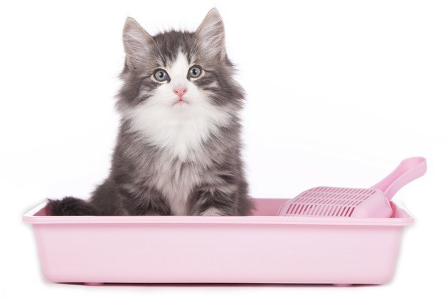 ピンクの猫トイレで座るおしっこに血が混じる猫