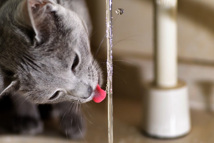 水を飲む糖尿病の猫
