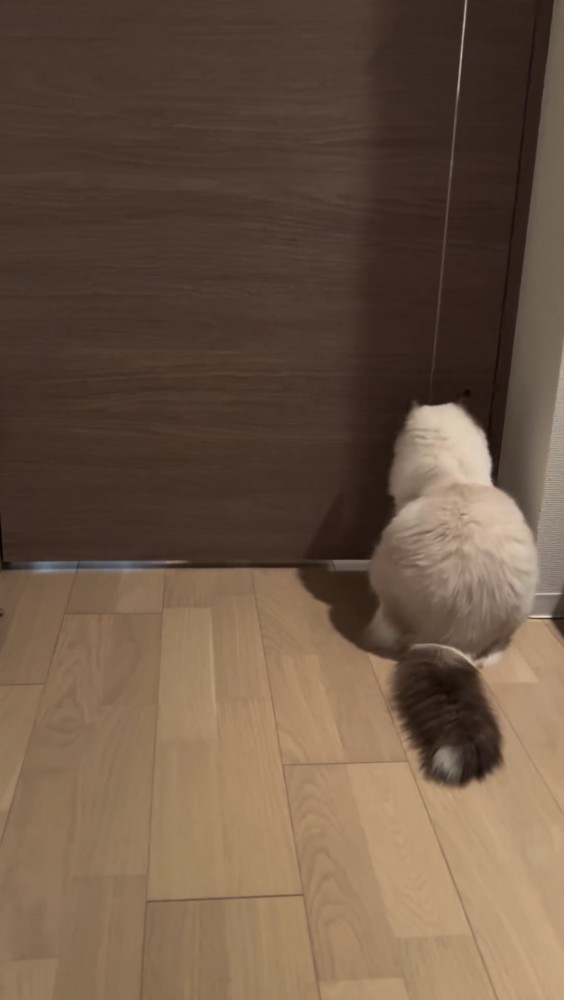 ドアの前にたたずむ猫