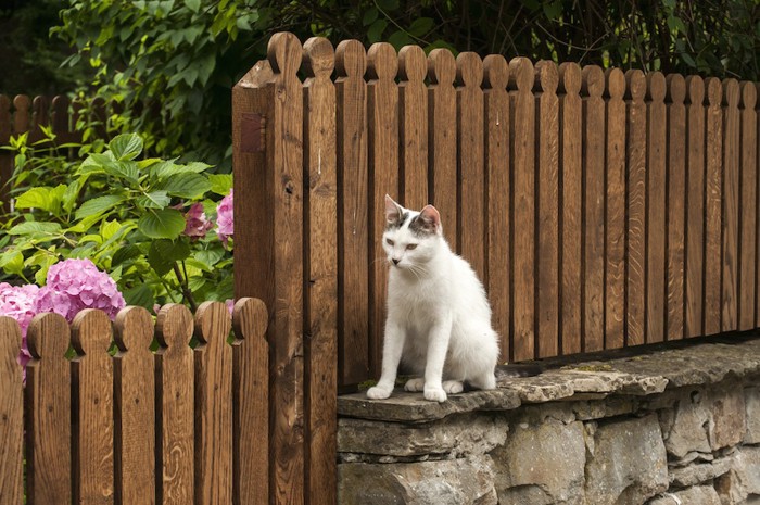 ガーデンフェンスと猫