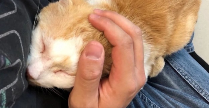 膝の上で目を閉じる猫