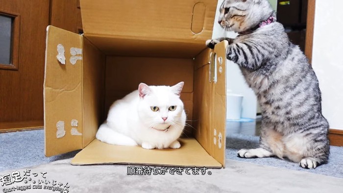 箱の中にいる猫と箱の横で立つ猫