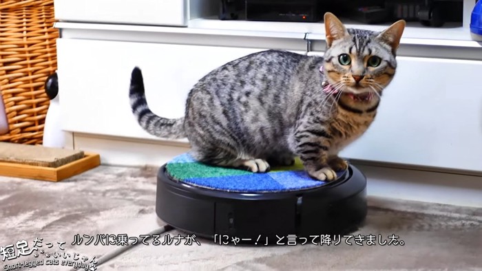 ロボット掃除機に乗ってカメラ目線の猫