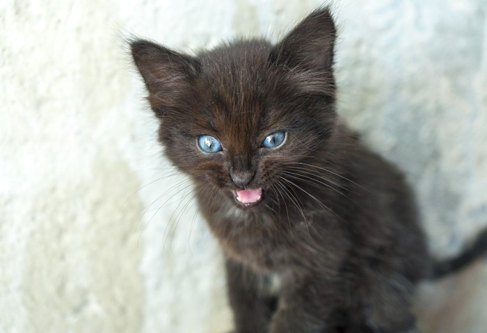 鳴く黒い子猫