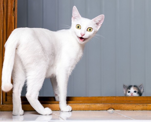 子猫を見て不機嫌な白猫