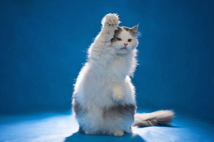 片手を上げて立ち上がる猫