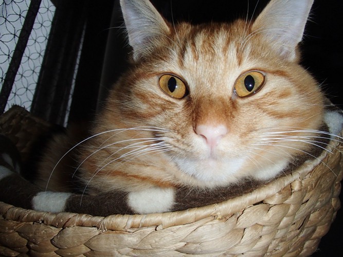 かごの中に入る猫