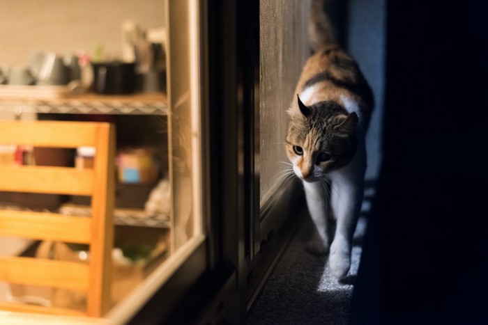 夜に家の窓際を歩いている猫
