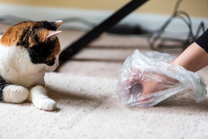 ゴミを拾う飼い主の手を見つめる猫