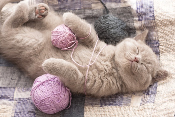 毛糸にからまって仰向けで寝ている猫