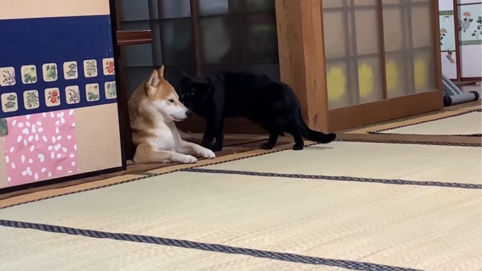 犬の顔を舐める猫