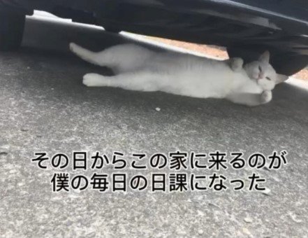 車の下の白猫