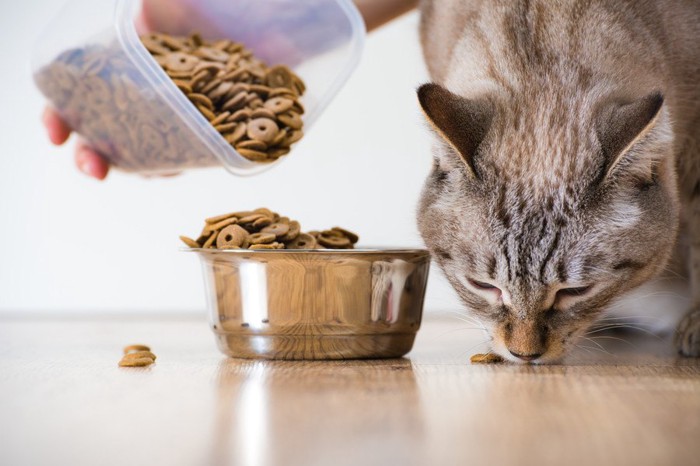 猫の食器にドライフードを入れる人の手とこぼれたフードを食べる猫