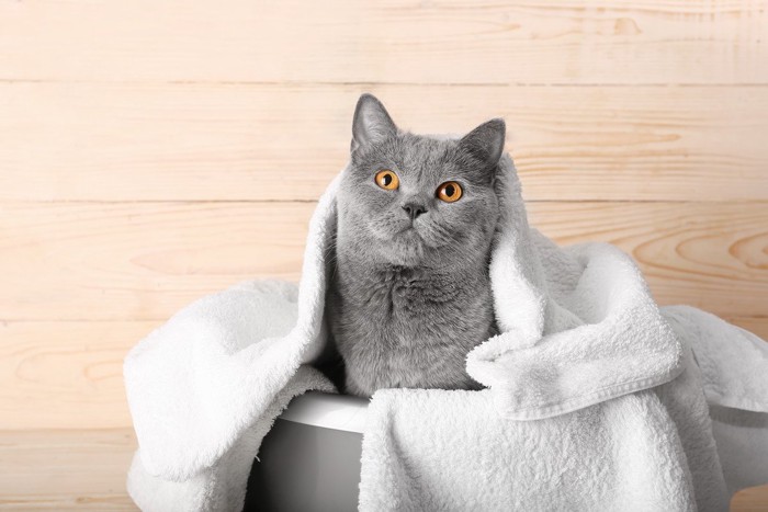 タオルに包まる猫