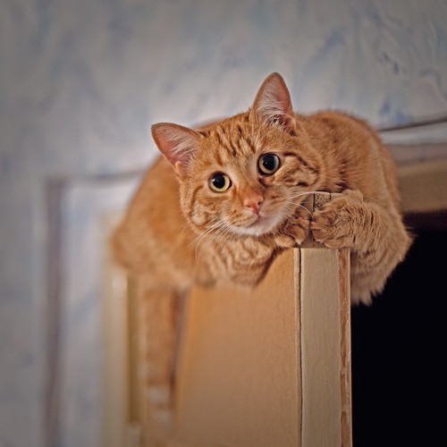 ドアの上に登ってくつろぐ猫