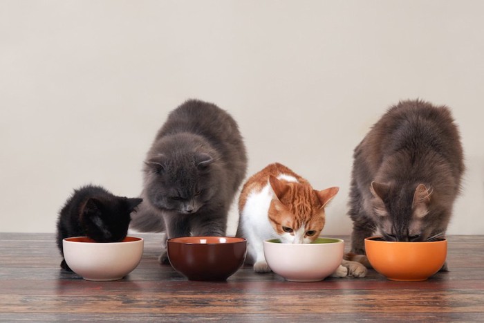 ご飯を食べる四匹の猫