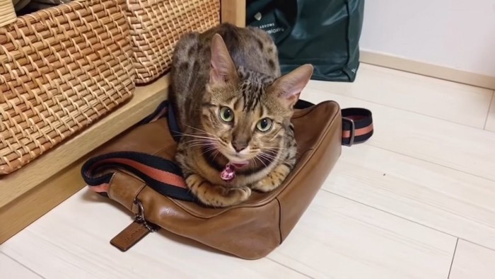 かばんの上に座る猫