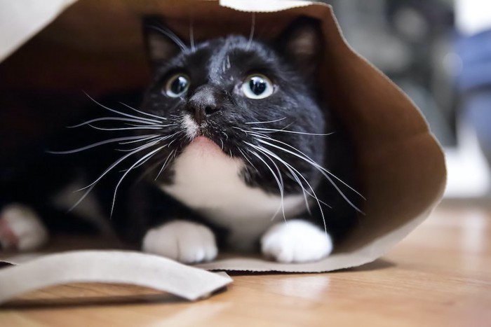 紙袋の中に入って上を見つめる猫