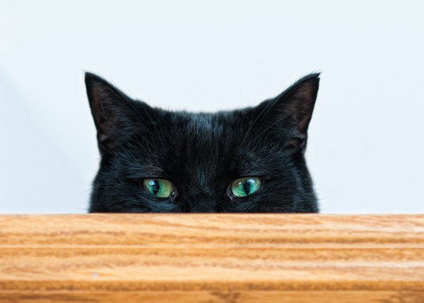 テーブルから見ている黒猫