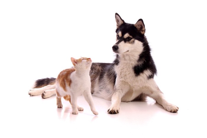 ハスキー犬と猫