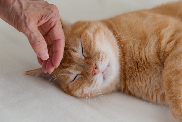 猫を撫でる老人の手