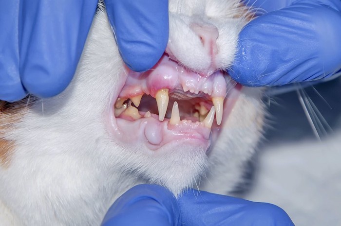 歯周病がある猫の口の中
