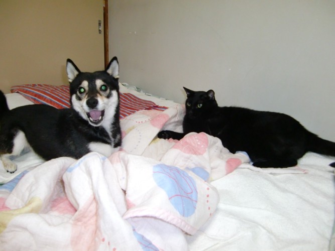 柴犬と黒猫