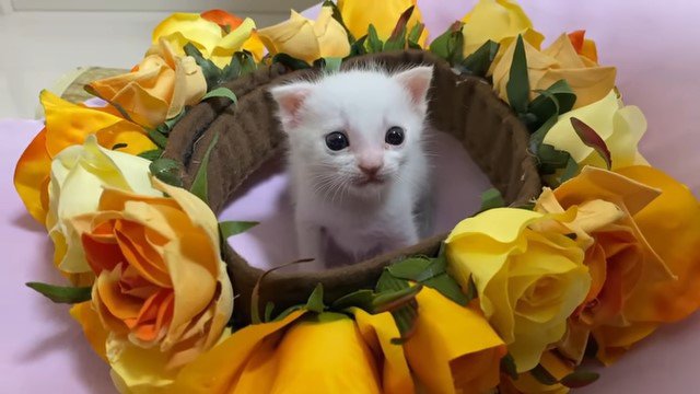 花飾りの中の子猫