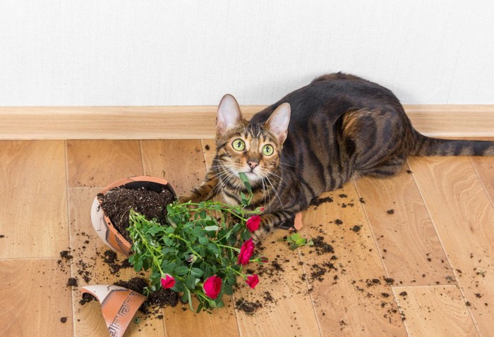 植木鉢を壊した猫