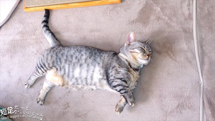 寝ている縞模様のの猫
