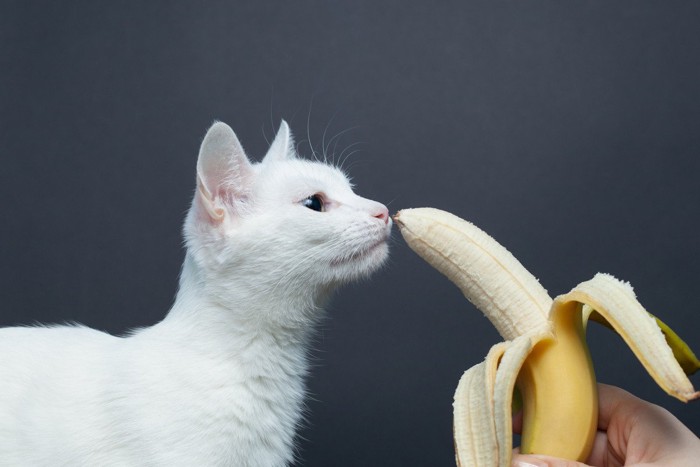 バナナの匂いを嗅ぐ猫