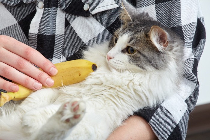 猫とバナナ